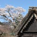 桜の咲く村内